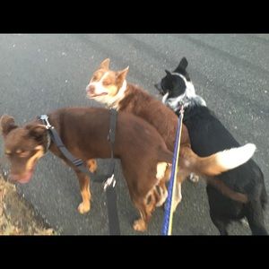 Meet your Posher, Jane